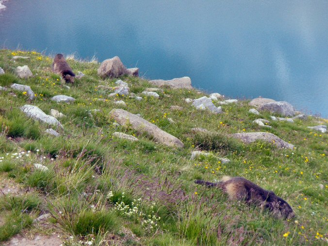 Aiguille de la Vanoise (99).jpg - Les marmottes locales peu farouches